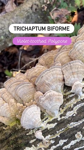 One of the most common decomposers in eastern North America #violettoothedpolypore #trichaptumbiforme #mycology #mushroomidentification #mushroomhunting #fungi #mushrooms #fungaldiversity #polypores #mushroomforaging | FUNGIWOMAN