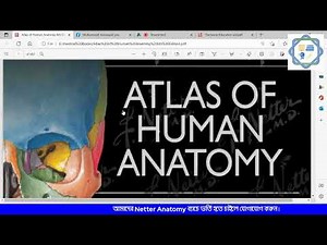 Orientation Class to Netter's Anatomy and Abdominal wall