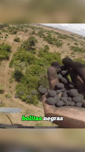 Tiny Black Ball: A Solution for Forest Conservation