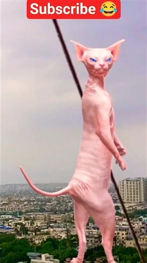 Funny Sphynx Cat Moments 😹 | Cutest Hairless Cat Ever!"