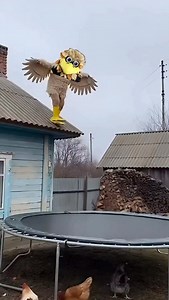 I’m the biggest bird | Blitz the Seahawk