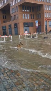 To license this content please click here: https://www.jukinmedia.com/licensing/view/1287195?utm_source=RMsocialpost&utm_medium=RMsocialpost | Jukin Copyright Management