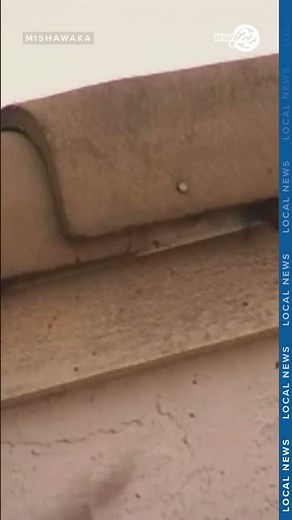 Southwest Michigan health department warns about potentially rabid bats