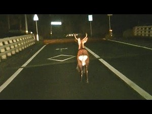 前方の車が横から出てきた 鹿と衝突する瞬間を捉えました。（ドラレコ映像）