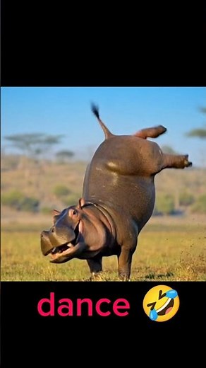 Hilarious Dancing Hippo Goes Viral! 😂 | Funny Animal Moments 2026