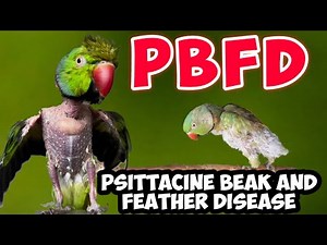 PBFD | Psittacine Beak & Feather Disease | പക്ഷികളെ ബാധിക്കുന്ന ഈ രോഗത്തിനേപറ്റി അറിയാതെപോവരുത് 🪶