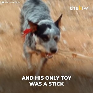 They needed a dog. And found him in a shelter. He would be Mad Max’s companion. But in the end, they wanted to get rid of him. “Dog” was about to be put down. But an actor would do everything to save him. After the torment he had to go through during filming. | Upbeat