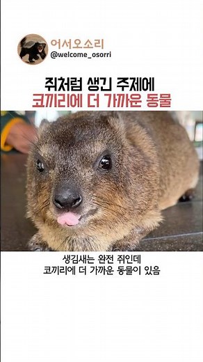 쥐처럼 생긴 주제에 코끼리에 더 가까운 동물