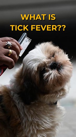 2.4K views · 14 reactions | Tick Fever 101! 喙Tick fever, caused by nasty tick bites, can make your pets really sick. Watch out for fever, weakness, and appetite loss. Stay ahead with tick prevention and regular checks! And to know more about our Tick Free Como comment down "Tick" ✅ #TickFever #HealthyPets #PetCare #AyurvedaForPets #SummerTips | Fur Ball Storyᵀᴹ | Facebook