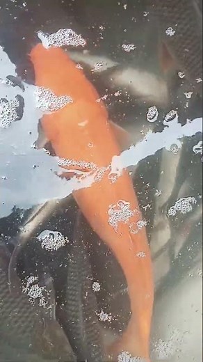 Amazing Deep Water Fish Compilation | Rare Yellow Fish Spotted
