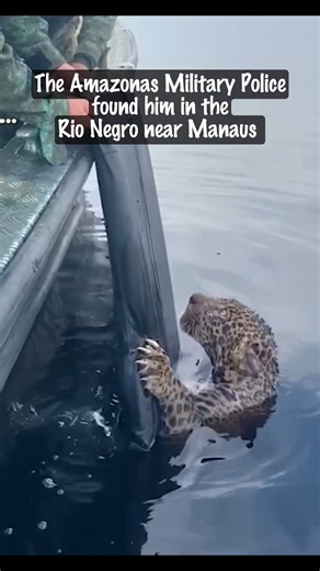 203K views · 2.7K reactions | The Jaguar Who Refused to Give Up #jaguar #animallovers #wildliferescue #nevergiveup #animalrescue Credit: Amazonas State Secretariat for Public Security via Storyful | Liam's Stories | Facebook