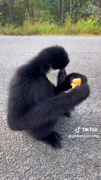 Adorable Gibbons in Nature: A Joy for Animal Lovers