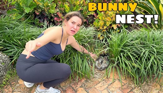 When a baby bunny is discovered alone, timing matters