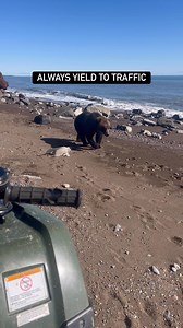 Riding ATVs in the Alaskan bush looks a little different! We gave this young female right of way as she made her way to her favorite fishing hole - ladies first! #alaska #alaskalife #atv #atvriding #offroad4x4 #bears #wildlife #animalencounters #2026Goals #travelwithme #fishinglifestyle #pov | Arthur Lefo Wildlife