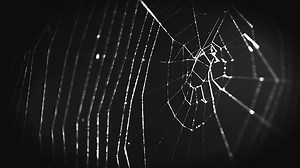 Secrets of the Spider Web | KQED