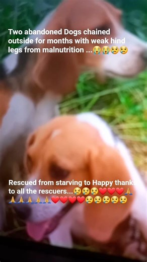 "Rescued abandoned Beagle Hunting Dogs" #animalrescue #love