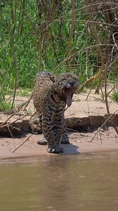 840K views · 35K reactions | Ousado começando o dia do jeitinho dela:...