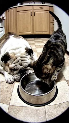 What Do Dogs Eat? | Cute Dog Food Song for Children 🐕🍖