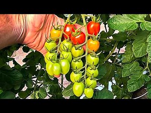 We Harvested Our First Tomatoes and Seeded Our Last