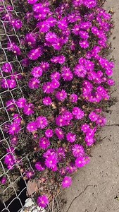 #fyp | B.J's Lock & key service