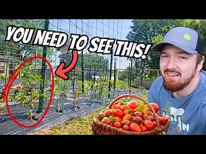 How You Should Plant Tomatoes The BEST and ONLY WAY