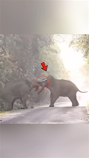 The Most Dangerous Fight in the Jungle😨| #animals #facts