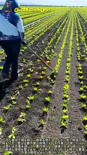 野菜の成長を助ける手作業の間引き工程 #worker #process #agriculture #cultivation #crops
