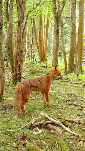 Red Fox shows off his independent ear swivel