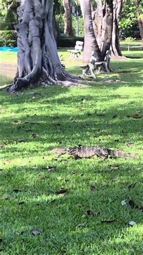 An encounter with a monitoring lizard. #lizard #goldenlizard #monitorlizard #worldlizardday