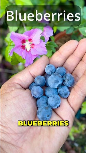 Blueberries in Containers? Try the "Jewel" Variety! 🪴