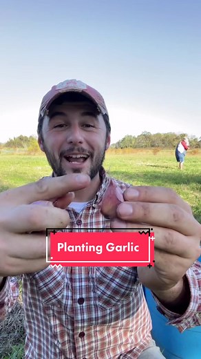 It’s time to Plant #garlic #DidYouYawn #plantingseason #containergarden #plantinggarlic #containers #gardentips