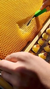 1.2M views · 8.9K reactions | This is what it looks like to raise queen bees! Cool process! #queenbee #honeybees #beekeeper credit: bee_company | The Bee Partner | Facebook