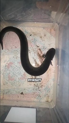 Meet Amphiuma, the Aquatic Salamander Often Mistaken for an Eel