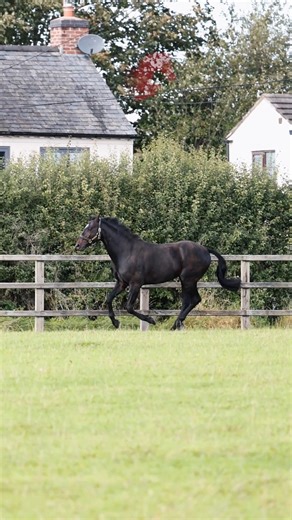 Stallion AI Services on Reels