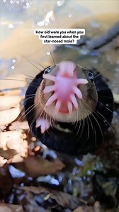 Star nosed mole #fantasy #animals | Wily Antoni