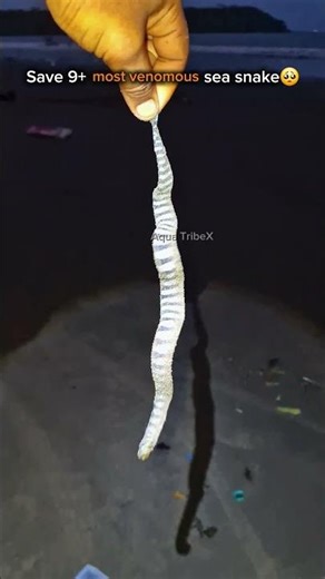 Save 9+ Sea Snake Fish Rescue | Amazing Ocean Rescue Mission🐍🌊 #viral #snakefish #ocean #viralvideo