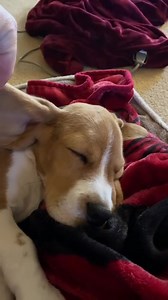 Sleep mode 😄 Cre: mr.waylon_the_beagle | Beagle Overload