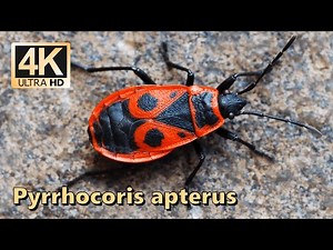 Firebug (Pyrrhocoris apterus) - part 1