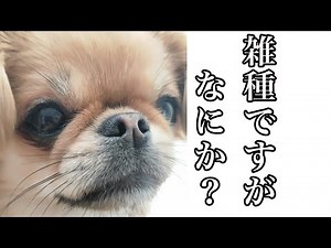 超かわいいミックス犬ペキチワの性格 特徴を紹介します【ペキニーズチワワmix】【ミニチュアダックスフンド】【多頭飼い】