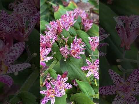 Do your Toad lilies flop over? Try Tricyrtis 'Fluffy Orchid' #shadeplants