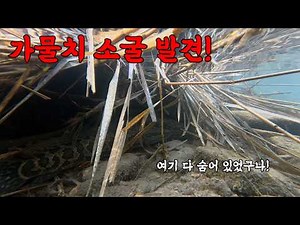 A school of loach!? Why are there so many of them? Let's catch them hiding among the shallow wate...