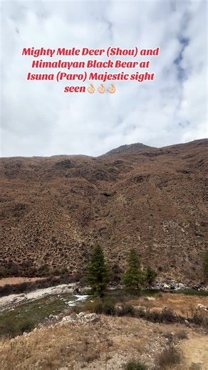 #bhutanesetiktoker #bhutanesemuser #amimals #bhutanesetiktoker🇧🇹 #bhutanesetiktok @Sonam