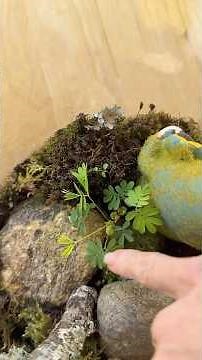 Sensitive Fern Plants in a Terrarium #gardening #terrarium