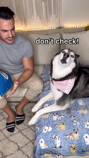 My Husky Got a Bad Grade! 😳👀 Watch Til The End!
