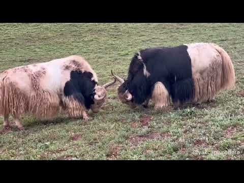 Wild Yak Intrudes into Rival Territory | Authentic Mountain Wildlife Documentary