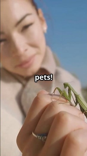 Top 10 Coolest Insects to Keep as Pets! #insects #insect #pets #terrarium #unique #ideas #interest
