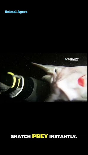 The Fish That Looks Alien - Goblin Shark