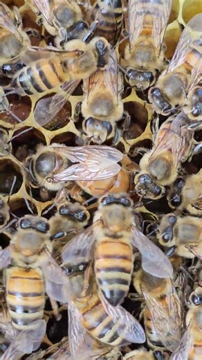 The new queen is laying eggs.