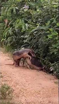 This is the first giant armadillo mating video in in decades. They were hunted to near extinction.