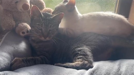 External Case A loving mum (8 months old) and her baby are looking for a forever home together. They are inseparable and both incredibly sweet. Mum has been neutered, and both have been veterinary checked and dewormed. We cannot separate them, as they become sad and withdrawn without each other. This is a beautiful and unique bond, a truly special pair looking for a family who can give them the love they deserve. 💛 If you can offer mum and baby a loving home, please get in touch! 🇪🇦🇪🇦 Caso 